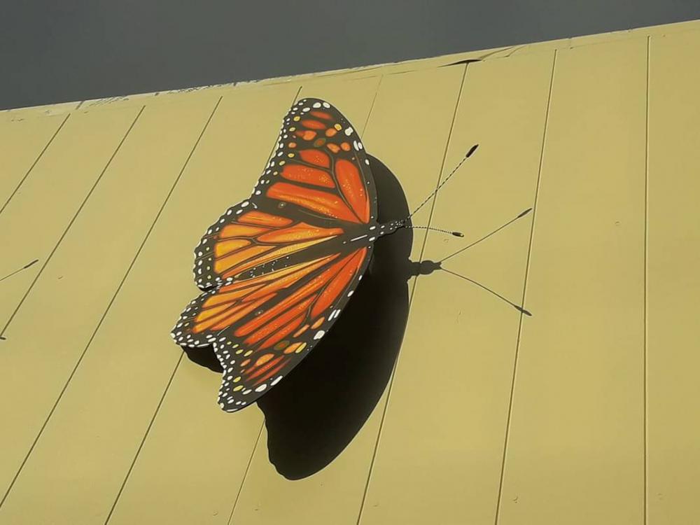 Monarch 3 shadow play.jpg